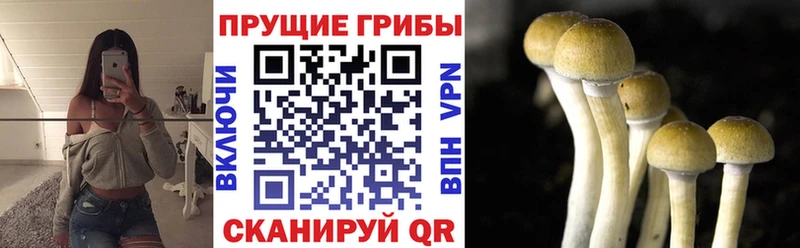 Галлюциногенные грибы Psilocybe  mega рабочий сайт  Ступино  закладки 